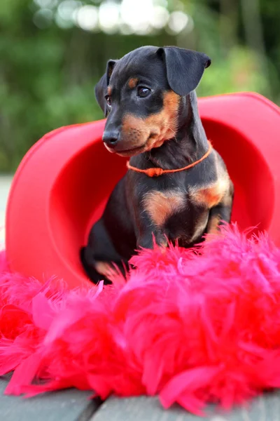 O cachorrinho Pinscher em miniatura, 1,5 meses — Fotografia de Stock