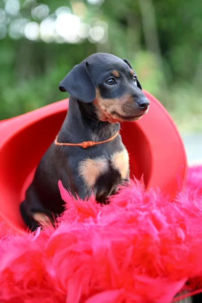 O cachorrinho Pinscher em miniatura, 1,5 meses — Fotografia de Stock