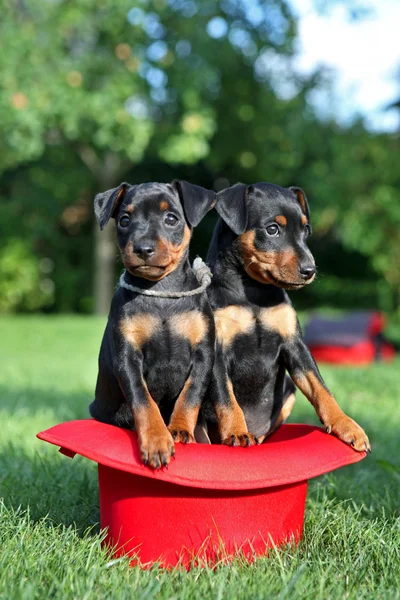 minyatür pinscher yavruları, 1,5 aylık