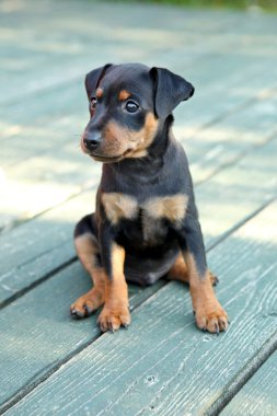 minyatür pinscher köpek yavrusu