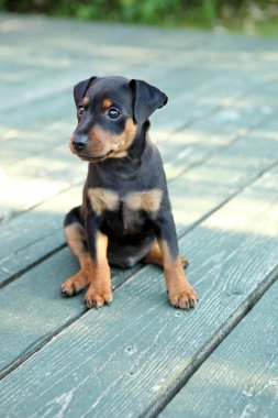 minyatür pinscher köpek yavrusu