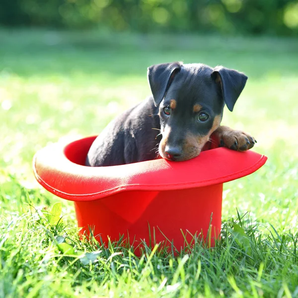 Minyatür pinscher köpek yavrusu — Stok fotoğraf