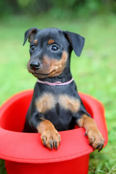 O filhote de cachorro pinscher miniatura — Fotografia de Stock