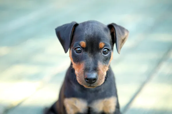 minyatür pinscher köpek yavrusu