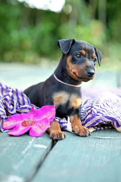 Miniatura pinscher štěně — Stock fotografie