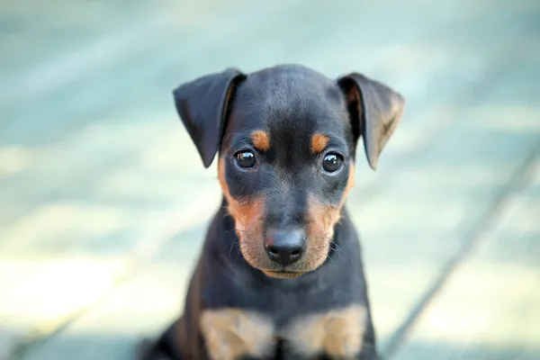 The Miniature Pinscher puppy Stock Image
