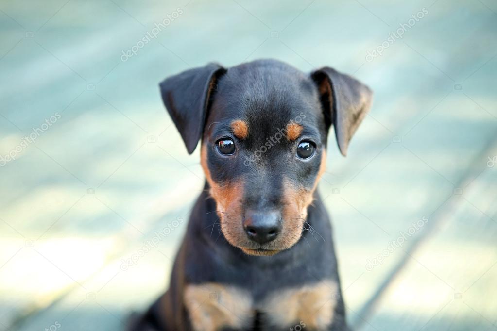 The Miniature Pinscher puppy — Stock Photo © pozitivstudija 12560985