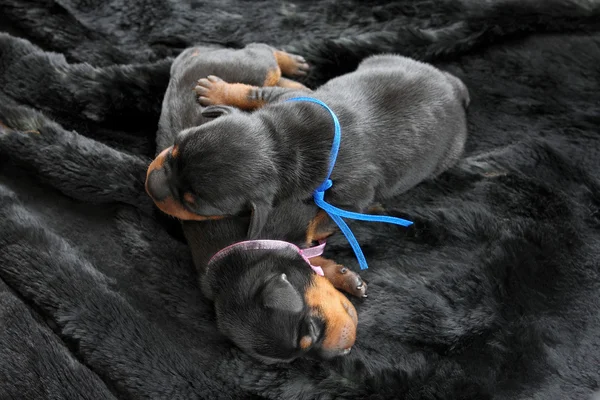 Cachorrinho pinscher miniatura — Fotografia de Stock