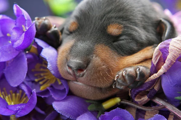 Dwergpinscher pup — Stockfoto