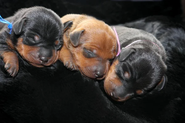 Miniatyr pinscher valpar — Stockfoto