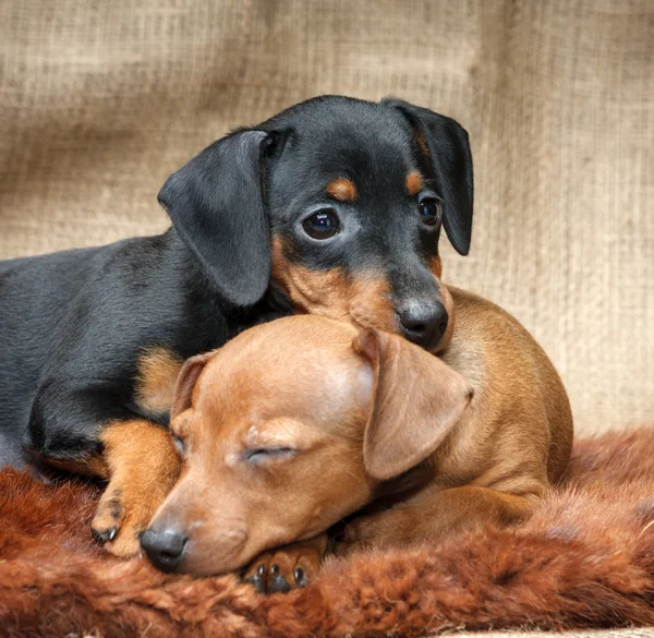 Cachorros Pinscher miniatura —  Fotos de Stock