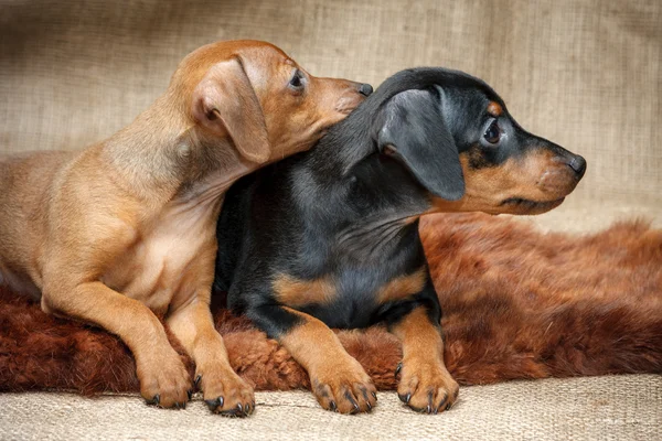 Cachorros Pinscher miniatura — Foto de Stock