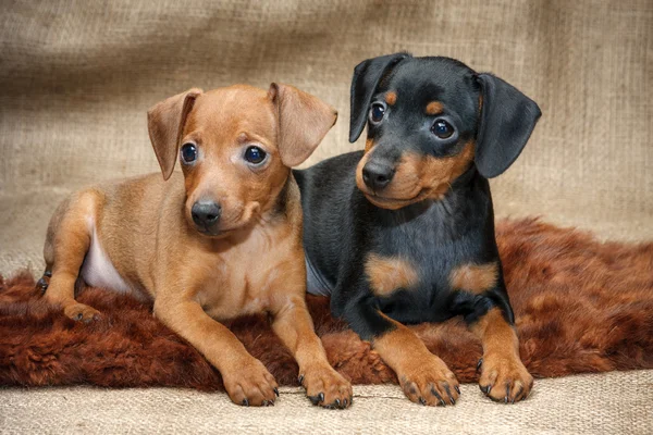 Cachorros Pinscher miniatura — Fotografia de Stock