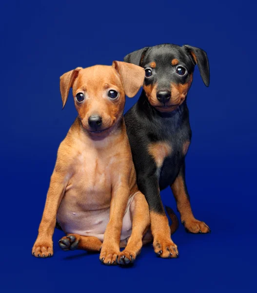 Miniatyr pinscher valpar Royaltyfria Stockbilder