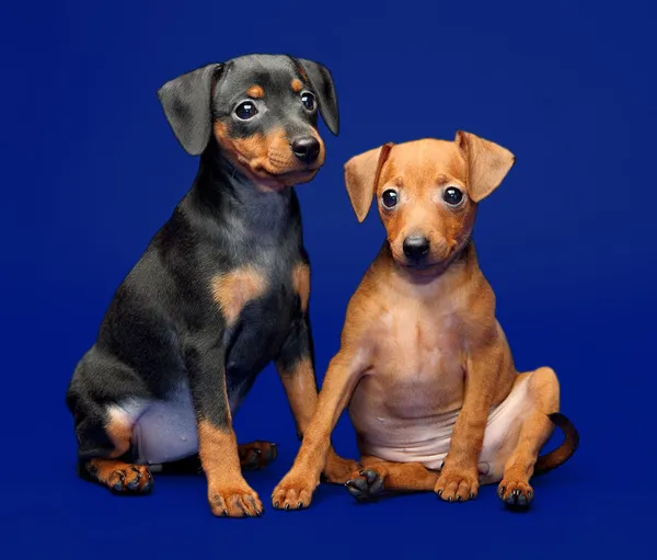 Miniatyr pinscher valpar Stockbild