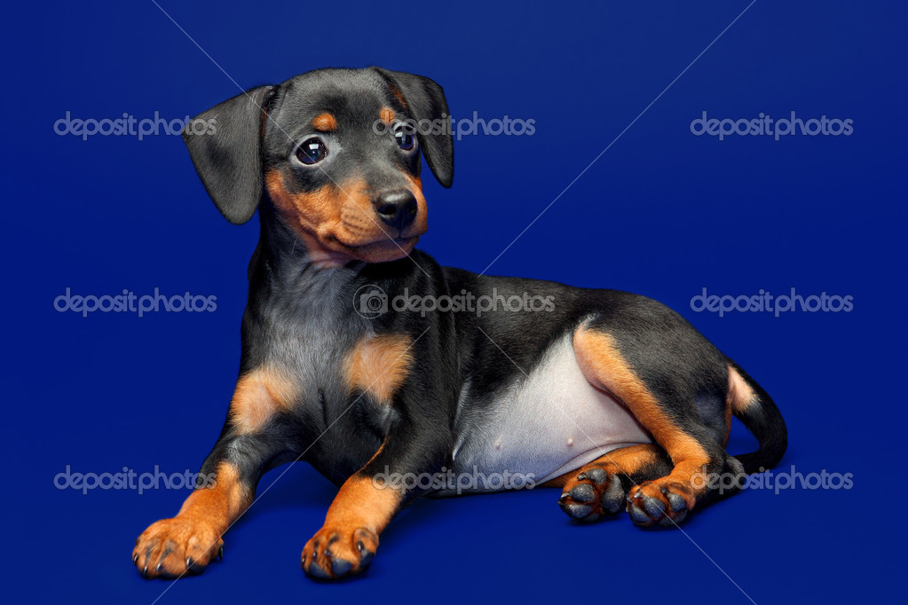Pinscher Breed Information About Doberman Miniature Pinscher Fawn