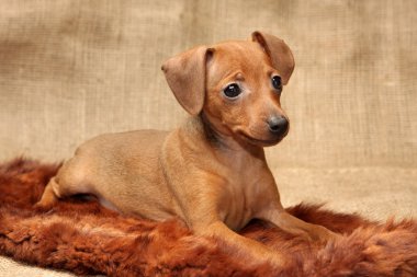 minyatür pinscher köpek yavrusu