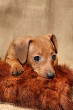 minyatür pinscher köpek yavrusu