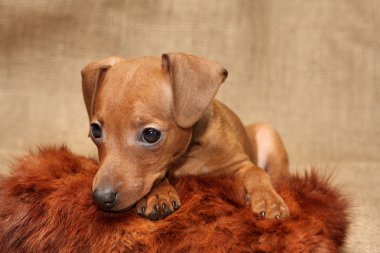 minyatür pinscher köpek yavrusu