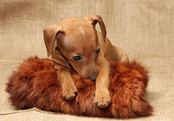 Cachorrinho pinscher miniatura — Fotografia de Stock