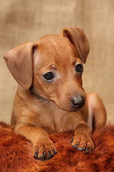 Miniatura pinscher štěně — Stock fotografie
