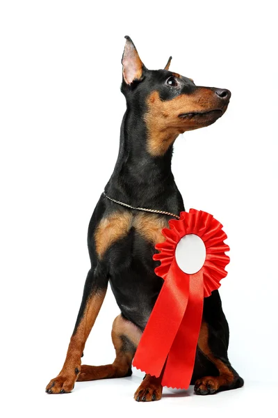 微型 pinscher 小狗 — 图库照片