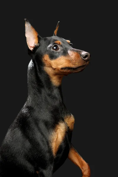 微型 pinscher 小狗 — 图库照片