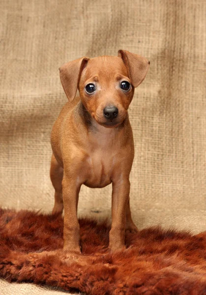 Miniature Pinscher puppy Royalty Free Stock Images