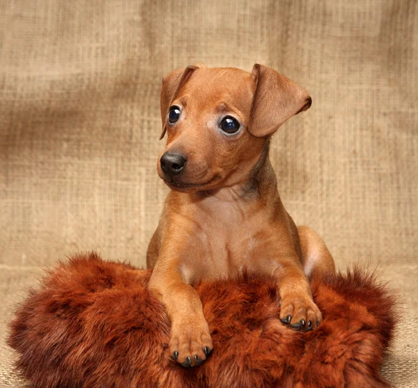 Miniature Pinscher puppy Stock Image