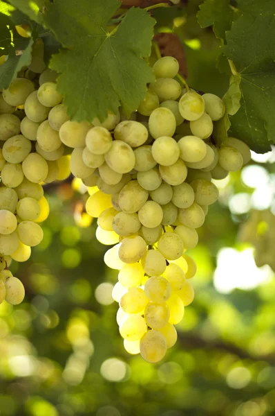 White grape — Stock Photo, Image