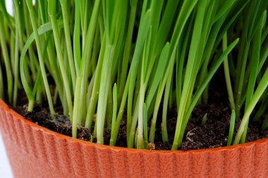 Taze yeşil çimenler