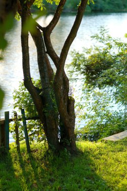 Ağaçlar su üzerinde