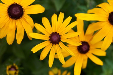 Sarı rudbeckia çiçek