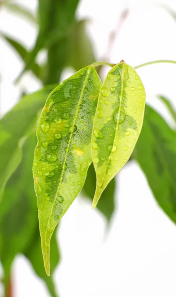 Green Ficus leaves — Stock Photo, Image