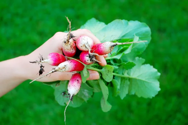 Fresh radishes on green — Stock Photo, Image