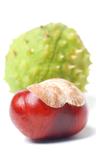 Kahverengi ve yeşil kestane