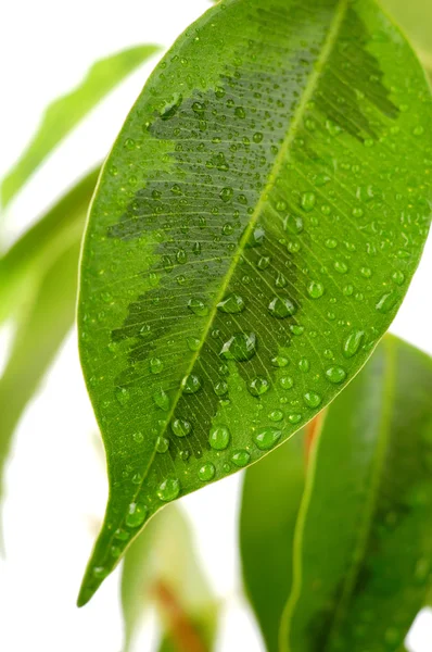 Green leaf with drops — Stock Photo, Image