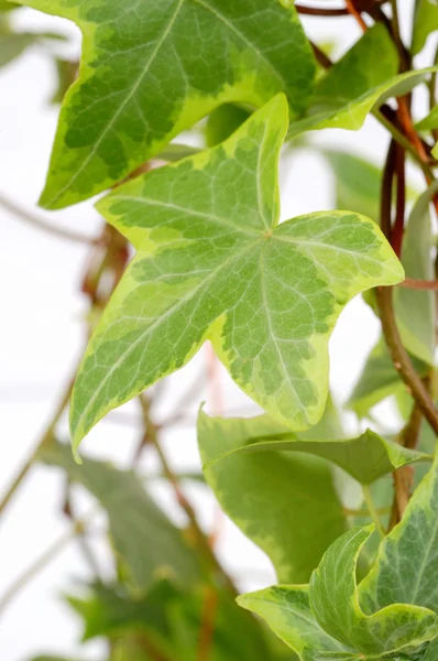 Yeşil sarmaşık yaprakları
