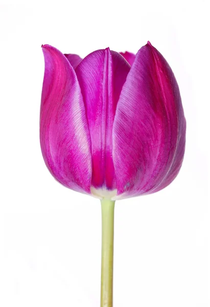 Un tulipán violeta — Foto de Stock