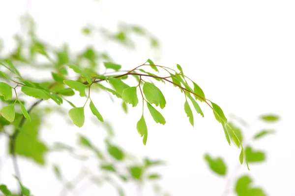 Green leaves on branch — Stock Photo, Image