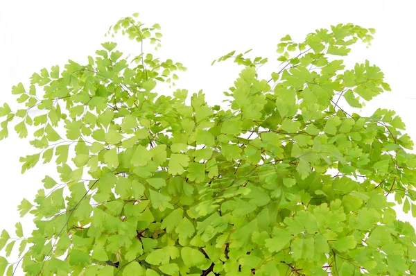 Green fresh plant — Stock Photo, Image