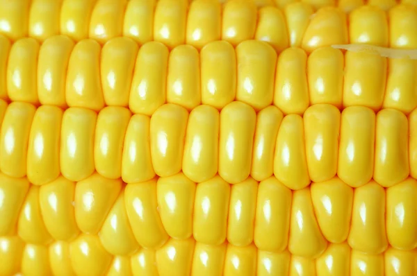 Fondo de primer plano de maíz —  Fotos de Stock