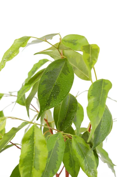 Wet Green leaves — Stock Photo, Image