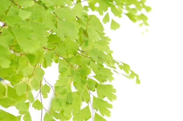 Green leaves on branch — Stock Photo, Image