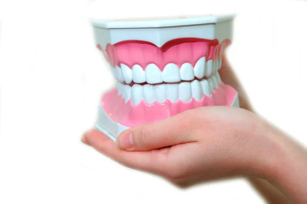Модель зубов в руках — стоковое фото