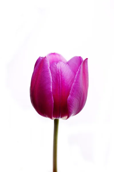 Menekşe Lale çiçek