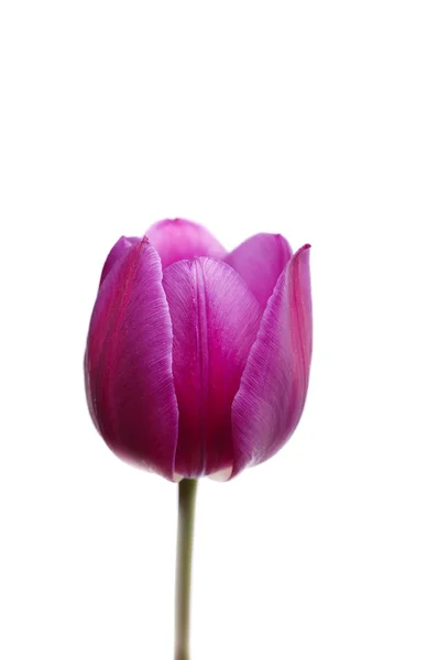 Fialový Tulipán na bílém pozadí — Stock fotografie