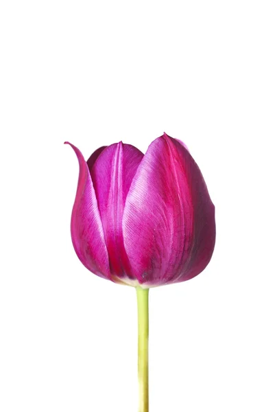 Un tulipán morado — Foto de Stock