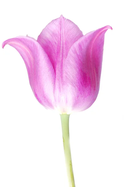 Один фиолетовый тюльпан — стоковое фото