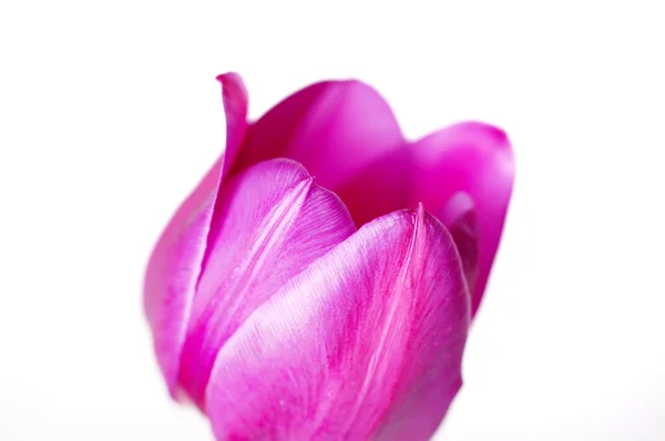 Un tulipán morado —  Fotos de Stock